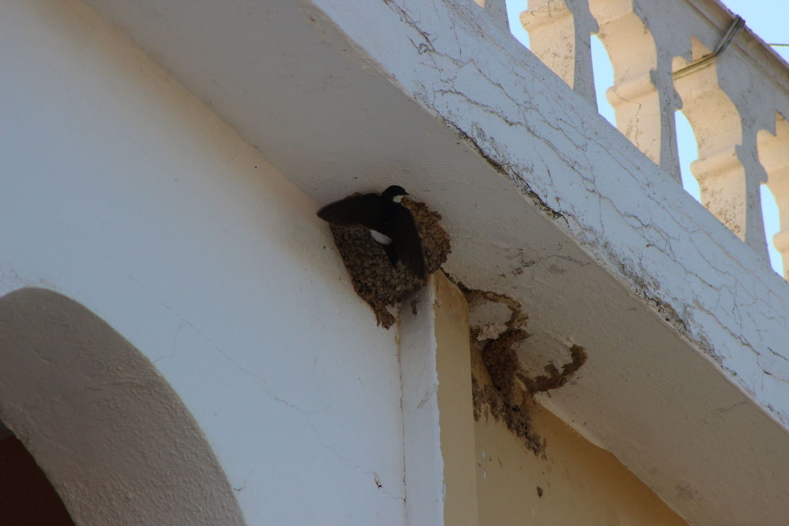 One in - one out... I noticed that these birds appeared to have a &#039;one in, one out&#039; method when feeding the young. I guess it was because the nest is so small, 2 adults and a baby (or babies?) couldn&#039;t all fit in there so a number of times the foraging adult would get back to the nest only to turn away and try again in a short while. Common House Martin,Delichon urbicum,Geotagged,Greece,Summer