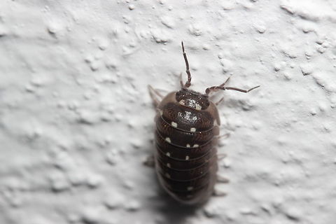 Woody the woodlouse Never really paid these armoured bugs much attention but in close up - they are actually quite interesting! Armadillidium,Geotagged,Greece,Summer