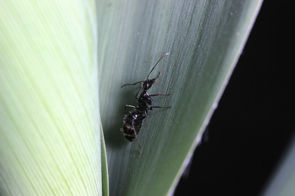 Tapinoma nigerrimum in a leaf Taken late afternoon - this ant species seemed quite skittish and wouldn't stop moving around. Made taking the shot quite difficult as it kept hiding in the foliage. Geotagged,Greece,Summer,Tapinoma nigerrimum