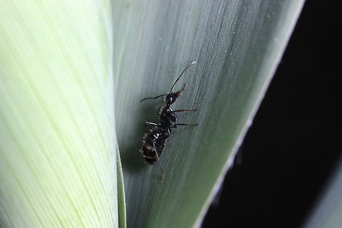Tapinoma nigerrimum in a leaf Taken late afternoon - this ant species seemed quite skittish and wouldn't stop moving around. Made taking the shot quite difficult as it kept hiding in the foliage. Geotagged,Greece,Summer,Tapinoma nigerrimum