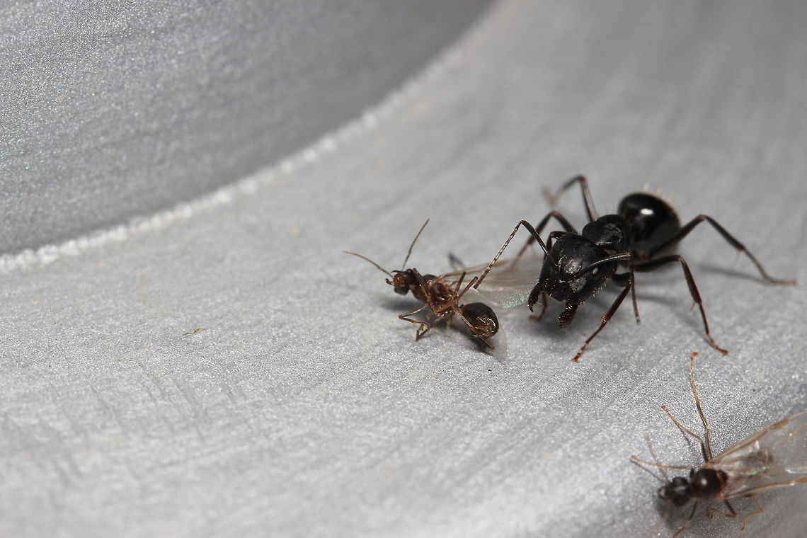 Don't mess with the Messor... Another ant species was having it&#039;s nuptial flight - there were drones everywhere. This little (or rather big) Messor Barbarus lady clearly didn&#039;t fancy being surrounded by suitors from another species. At this point, she&#039;d killed 8 drones and after dispatching the one on the left, she was chasing after the currently live drone on the right!<br />
<br />
And all the drones want is some love... Geotagged,Greece,Messor barbarus,Summer
