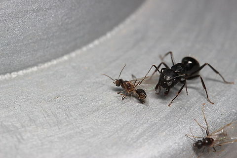 Don't mess with the Messor... Another ant species was having it's nuptial flight - there were drones everywhere. This little (or rather big) Messor Barbarus lady clearly didn't fancy being surrounded by suitors from another species. At this point, she'd killed 8 drones and after dispatching the one on the left, she was chasing after the currently live drone on the right!

And all the drones want is some love... Geotagged,Greece,Messor barbarus,Summer