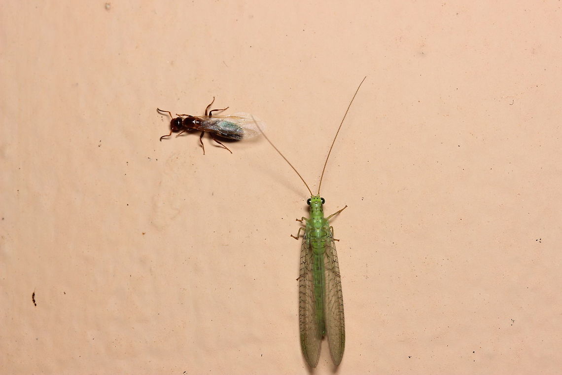 Lacewing makes a friend I thought things would get interesting as this lacewing and drone ant crossed paths, they merely crossed antenna for a moment and went along their way. Peaceful bug meeting. I was a little bit surprised but I suppose the drones main purpose is to be &#039;a lover not a fighter&#039;.  Chrysopa sp.,Geotagged,Greece,Green Lacewing,Summer