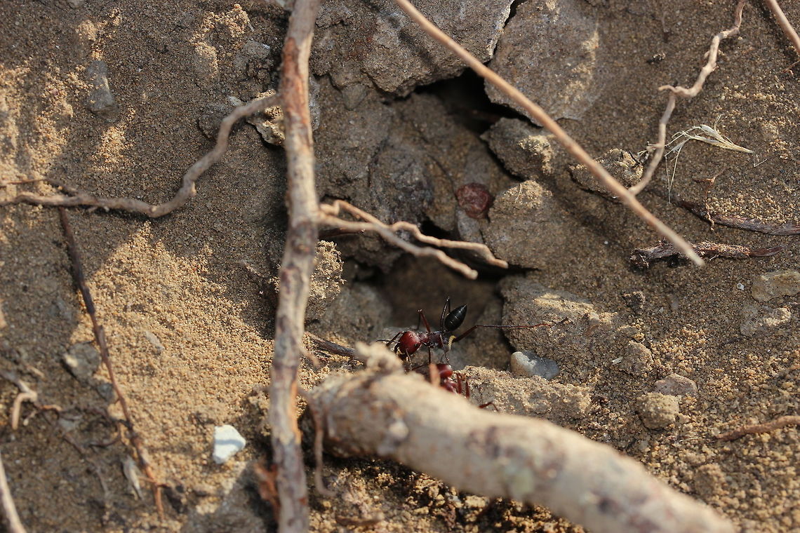 Super fast ant! These ants can be found on sandy/dusty areas and aren&#039;t bothered by the heat it seems. They have long legs to keep their body away from the hot ground and enable them to run fast. They also point their abdomen up towards the sky - not sure if this is to do with tempereture regulation or another reason.<br />
I believe the species is correct due to the following pages:<br />
<br />
<a href="https://en.wikipedia.org/wiki/Cataglyphis" rel="nofollow">https://en.wikipedia.org/wiki/Cataglyphis</a><br />
<a href="http://www.antweb.org/cgi-bin/mt/mt-search.cgi?blog_id=1&amp;tag=Greece" rel="nofollow">http://www.antweb.org/cgi-bin/mt/mt-search.cgi?blog_id=1&amp;tag=Greece</a> Ants&amp;limit=20 Cataglyphis nodus,Geotagged,Greece,Summer