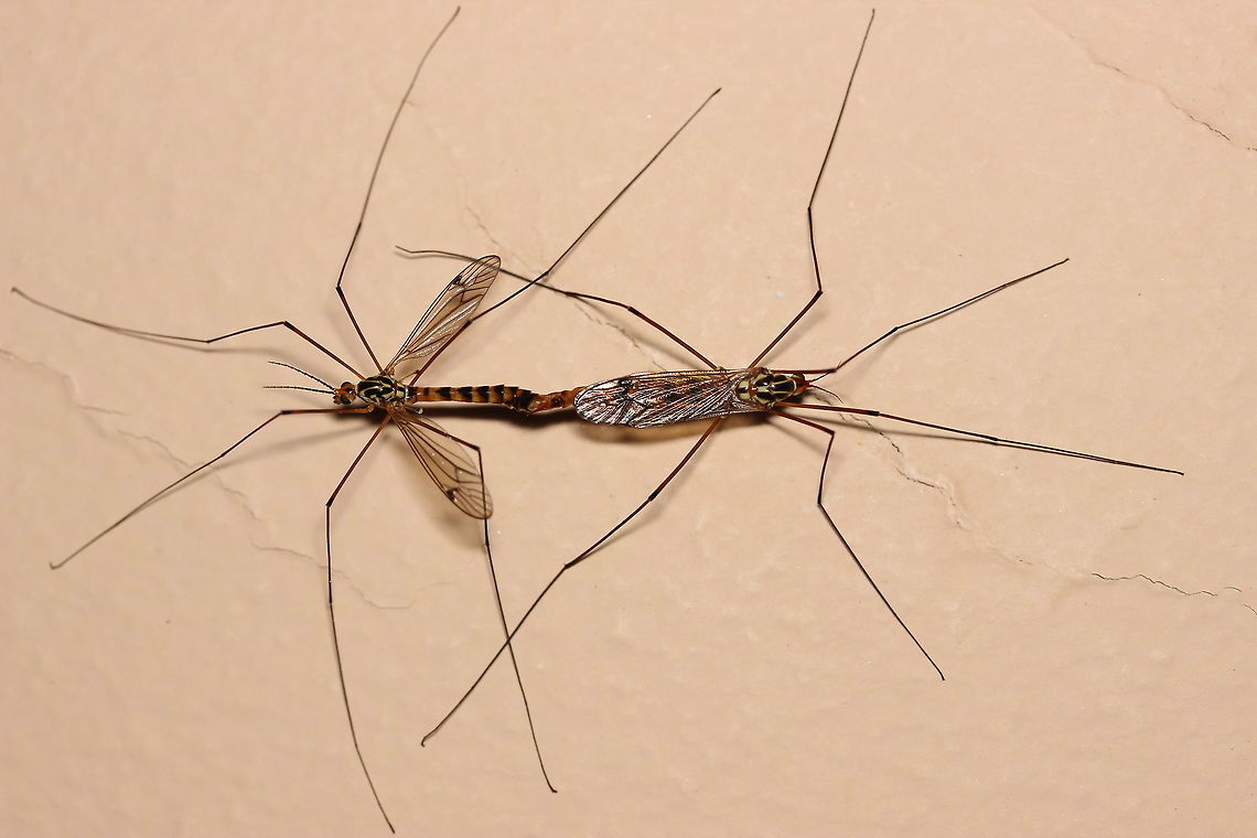 Cranefly love A position to try if you find your partner truly ugly? Geotagged,Greece,Nephrotoma appendiculata,Summer