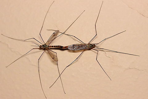 Cranefly love A position to try if you find your partner truly ugly? Geotagged,Greece,Nephrotoma appendiculata,Summer