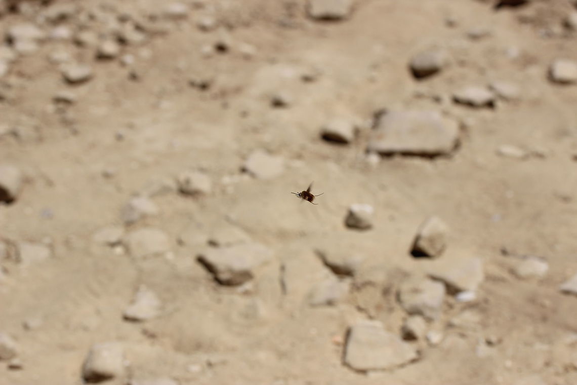 Frustrating Fly This was by far the hardest shot of the entire holiday. 35 shots I took of this little monster and this was the best I could come up with. Every time I got within 3 feet of it, it would fly away. I'd lose it for a moment, checking for shadows on the ground to try and find it again. Then I would see it behind me, 1 foot away - but again, if I moved to try re-position myself, it would fly away! It didn't land anywhere either for me to get a shot of it. Very frustrating, especially when it was taken at 12:50PM in 38 degree Celsius direct sunlight! Bombylius major,Geotagged,Greece,Summer