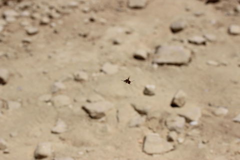 Frustrating Fly This was by far the hardest shot of the entire holiday. 35 shots I took of this little monster and this was the best I could come up with. Every time I got within 3 feet of it, it would fly away. I'd lose it for a moment, checking for shadows on the ground to try and find it again. Then I would see it behind me, 1 foot away - but again, if I moved to try re-position myself, it would fly away! It didn't land anywhere either for me to get a shot of it. Very frustrating, especially when it was taken at 12:50PM in 38 degree Celsius direct sunlight! Bombylius major,Geotagged,Greece,Summer