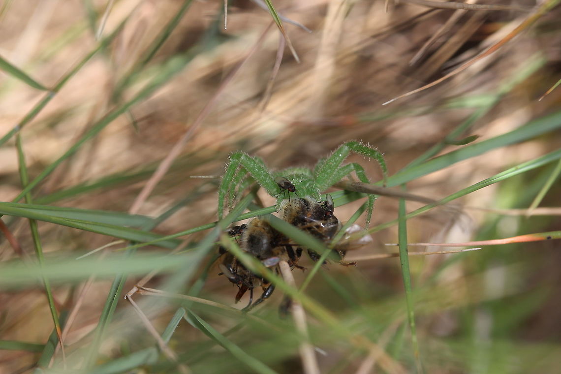 Camouflaged killer This spider was well hidden in the grass and almost missed. I saw it had captured a honey bee and it seems that the flies were taking advantage of the fact the spider had bigger priorities on it's mind!  Geotagged,Greece,Micrommata virescens,Summer