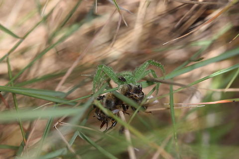 Camouflaged killer This spider was well hidden in the grass and almost missed. I saw it had captured a honey bee and it seems that the flies were taking advantage of the fact the spider had bigger priorities on it's mind!  Geotagged,Greece,Micrommata virescens,Summer