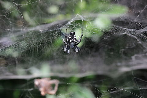 Tropical Tent Web Spider I was in awe at this spider's web.  It was probably around 1.5 feet in diameter. Cyrtophora citricola,Geotagged,Greece,Summer,Tropical Tent-Web Spider