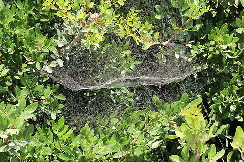 Tropical Tent Web Spider web 1/2  Cyrtophora citricola,Geotagged,Greece,Summer,Tropical Tent-Web Spider