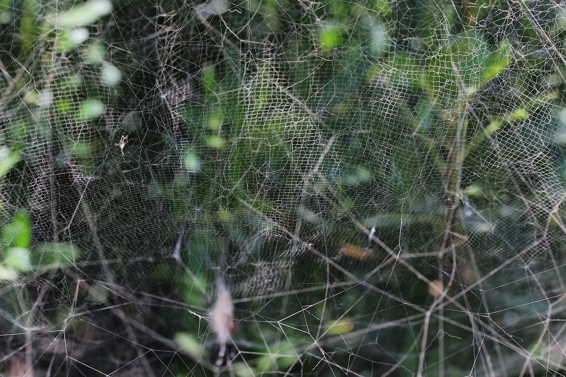 Tropical Tent Web Spider web 2/2 One of nature's safety net specialists I can only assume looking at this web. The web is extremely strong also. Cyrtophora citricola,Geotagged,Greece,Summer,Tropical Tent-Web Spider