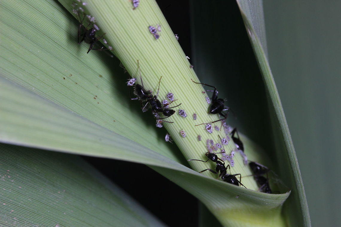 Tapinoma nigerrimum and their herd Tapinoma nigerrimum tending their herd...  Geotagged,Greece,Summer,Tapinoma nigerrimum
