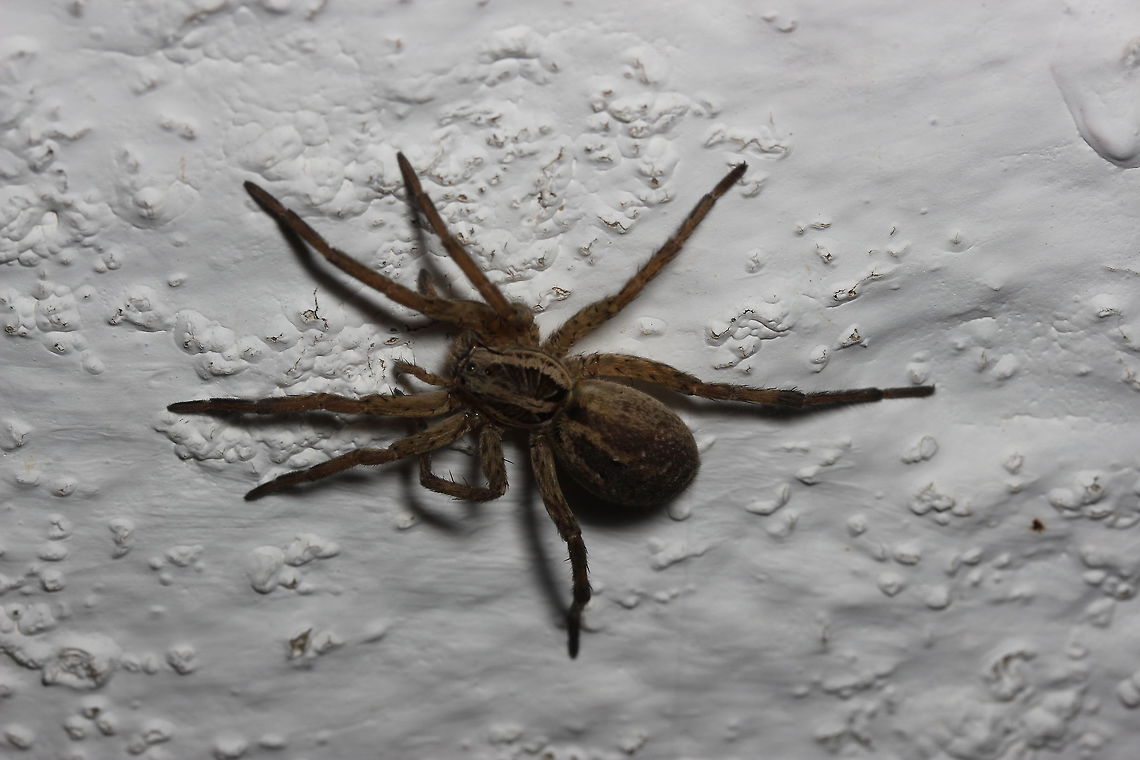 Hogna radiata on a wall  Geotagged,Greece,Hogna radiata,Summer