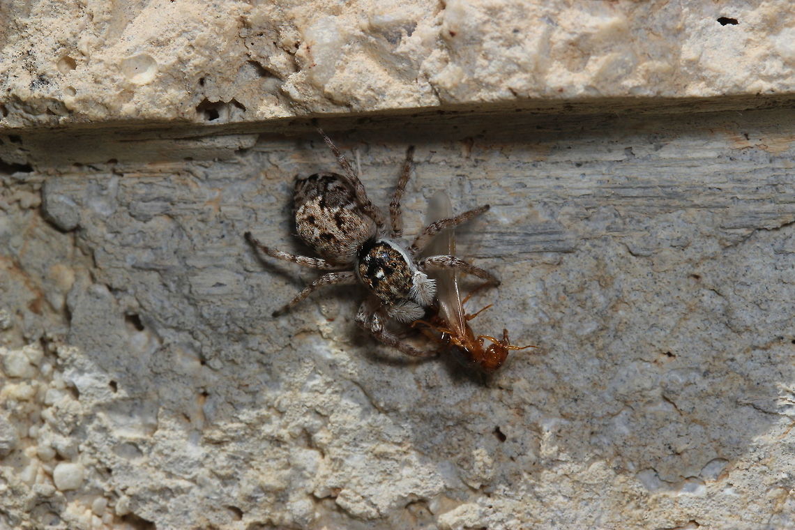 Jumping Spider caught a drone Poor little ant got caught by the jumping spider - I think I just missed the action happen. Geotagged,Greece,Macaroeris nidicolens,Summer