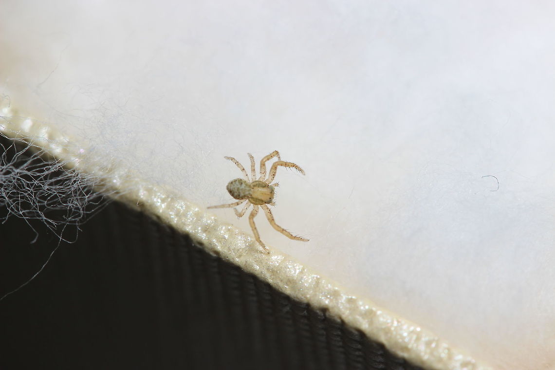 Crab Spider I think this is a crab spider - I thought I had found the correct species (Misumena) but Given that the species that came up appeared to live in North America I don't think I was correct :) Geotagged,Greece,Summer