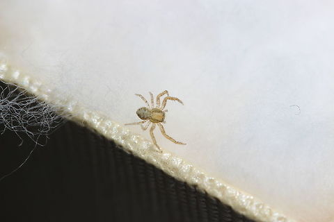 Crab Spider I think this is a crab spider - I thought I had found the correct species (Misumena) but Given that the species that came up appeared to live in North America I don't think I was correct :) Geotagged,Greece,Summer