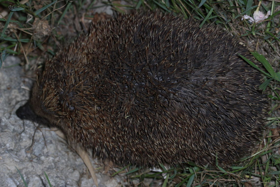 Greek Hedgehog I was more than a little surprised to find this (not so) little fella in the garden behind the apartment. I don&#039;t know why, but I never assumed that hedgehogs would live in Corfu/Greece for some reason. This one looked to be very well fed and wasn&#039;t bothered at all by me taking pictures around it. Erinaceus europaeus,European Hedgehog,Geotagged,Greece,Summer