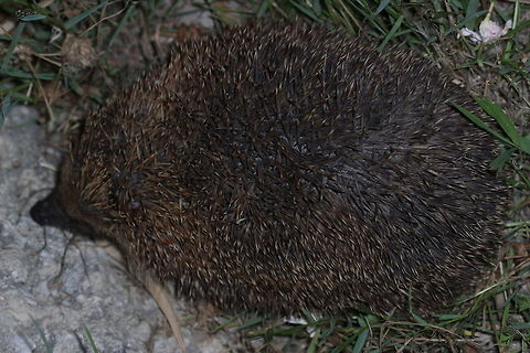 Greek Hedgehog I was more than a little surprised to find this (not so) little fella in the garden behind the apartment. I don't know why, but I never assumed that hedgehogs would live in Corfu/Greece for some reason. This one looked to be very well fed and wasn't bothered at all by me taking pictures around it. Erinaceus europaeus,European Hedgehog,Geotagged,Greece,Summer