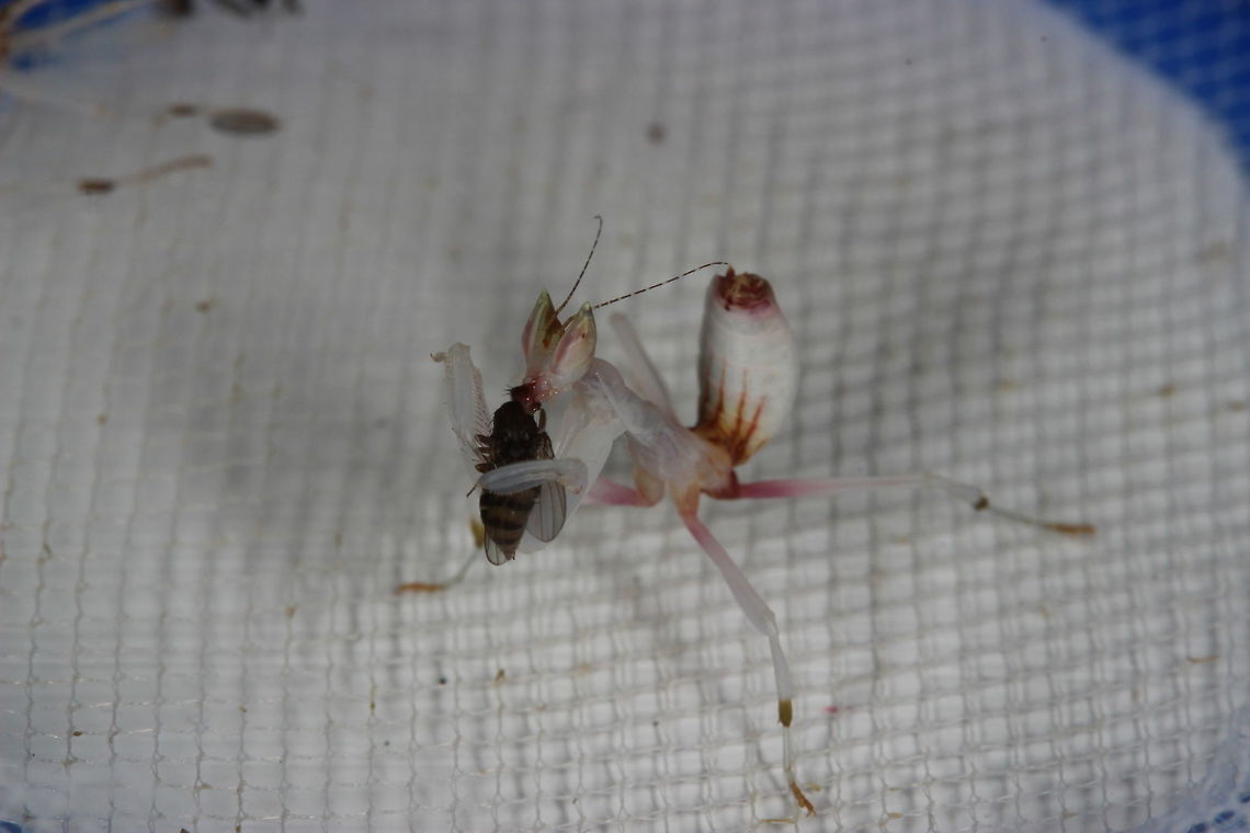 Meet 'Milly' Here she is - Milly the Orchid Mantis. She&#039;s an instar L2 from what I can tell (these start off as orange with black legs) and she has molted once already. She was hungry when I opened the box with her in so I&#039;ve given her some fruit flies and some water. Despite her size, she is already a proficient killer. I look forward to watching her grow and studying her behavior - comparing it to my old Chinese Flower Mantis. :) Geotagged,Hymenopus coronatus,Malaysian Orchid Mantis,Summer,United Kingdom
