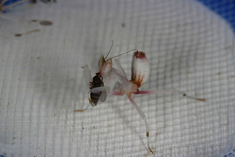 Meet 'Milly' Here she is - Milly the Orchid Mantis. She's an instar L2 from what I can tell (these start off as orange with black legs) and she has molted once already. She was hungry when I opened the box with her in so I've given her some fruit flies and some water. Despite her size, she is already a proficient killer. I look forward to watching her grow and studying her behavior - comparing it to my old Chinese Flower Mantis. :) Geotagged,Hymenopus coronatus,Malaysian Orchid Mantis,Summer,United Kingdom