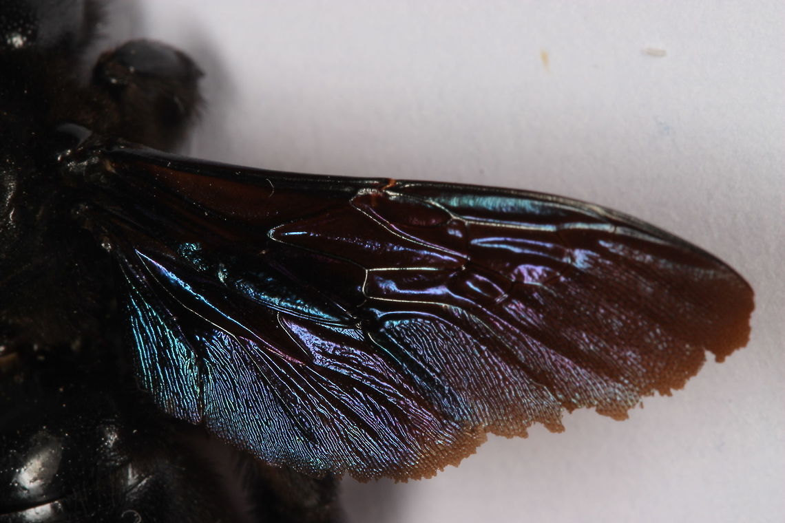 Beautiful wings Just a picture of a carpenter bee&#039;s wing. I love the colour and shimmer of them in the sun. Unfortunately this specimen was dead when I took the picture (possibly old age). It interested me to see how damaged the wings are of Bees but I suppose with them flying around all say and coming in/out of wooden nests, they are bound to catch the wings on things - such as I&#039;ve seen on butterflies too.  Geotagged,Greece,Summer,Violet carpenter bee,Xylocopa violacea