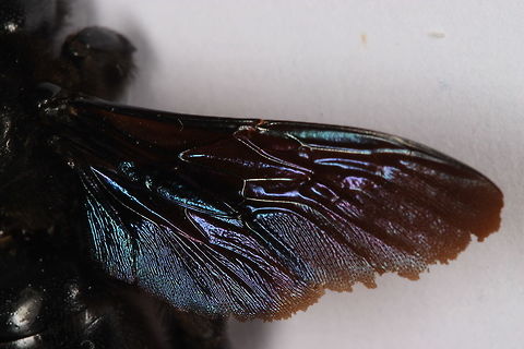 Beautiful wings Just a picture of a carpenter bee's wing. I love the colour and shimmer of them in the sun. Unfortunately this specimen was dead when I took the picture (possibly old age). It interested me to see how damaged the wings are of Bees but I suppose with them flying around all say and coming in/out of wooden nests, they are bound to catch the wings on things - such as I've seen on butterflies too.  Geotagged,Greece,Summer,Violet carpenter bee,Xylocopa violacea