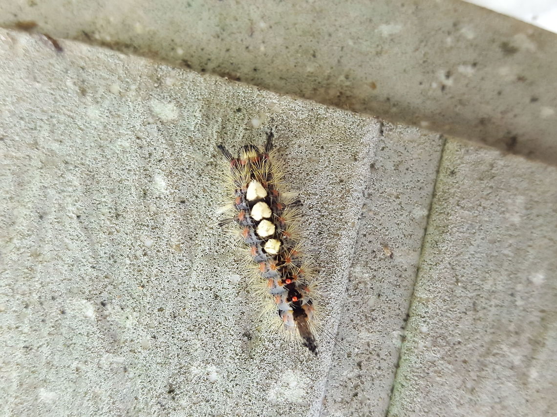 Hairy little shuffler Saw this in my parent&#039;s garden at the weekend. I don&#039;t usually pay much attention to caterpillar but this one caught my eye. Geotagged,Orgyia antiqua,Rusty Tussock Moth,Summer,United Kingdom
