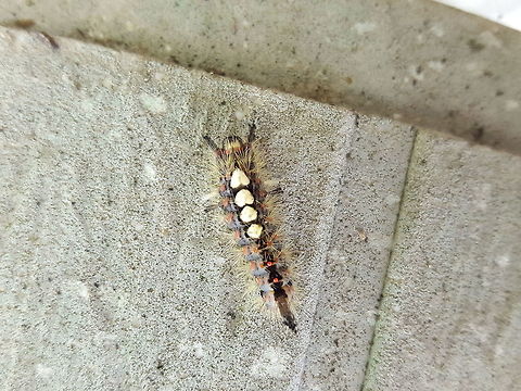 Hairy little shuffler Saw this in my parent's garden at the weekend. I don't usually pay much attention to caterpillar but this one caught my eye. Geotagged,Orgyia antiqua,Rusty Tussock Moth,Summer,United Kingdom