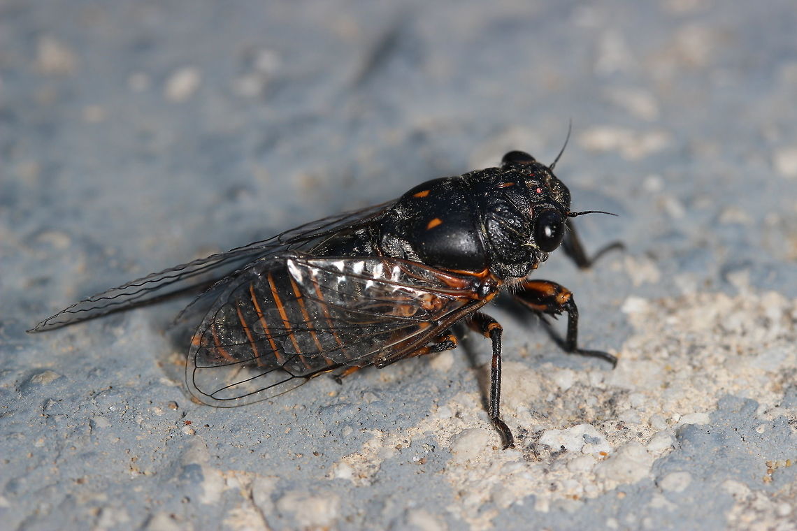 Possible Cicada orni I&#039;m not 100% on the identification of this species - I&#039;ve checked a number of websites but none of the cicada species pictures I&#039;ve seen match my picture that I can see. Taken in Corfu - Not sure why it was on the floor and not in a tree! Dimissalna dimissa,Geotagged,Greece,Summer