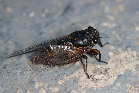 Possible Cicada orni I'm not 100% on the identification of this species - I've checked a number of websites but none of the cicada species pictures I've seen match my picture that I can see. Taken in Corfu - Not sure why it was on the floor and not in a tree! Dimissalna dimissa,Geotagged,Greece,Summer