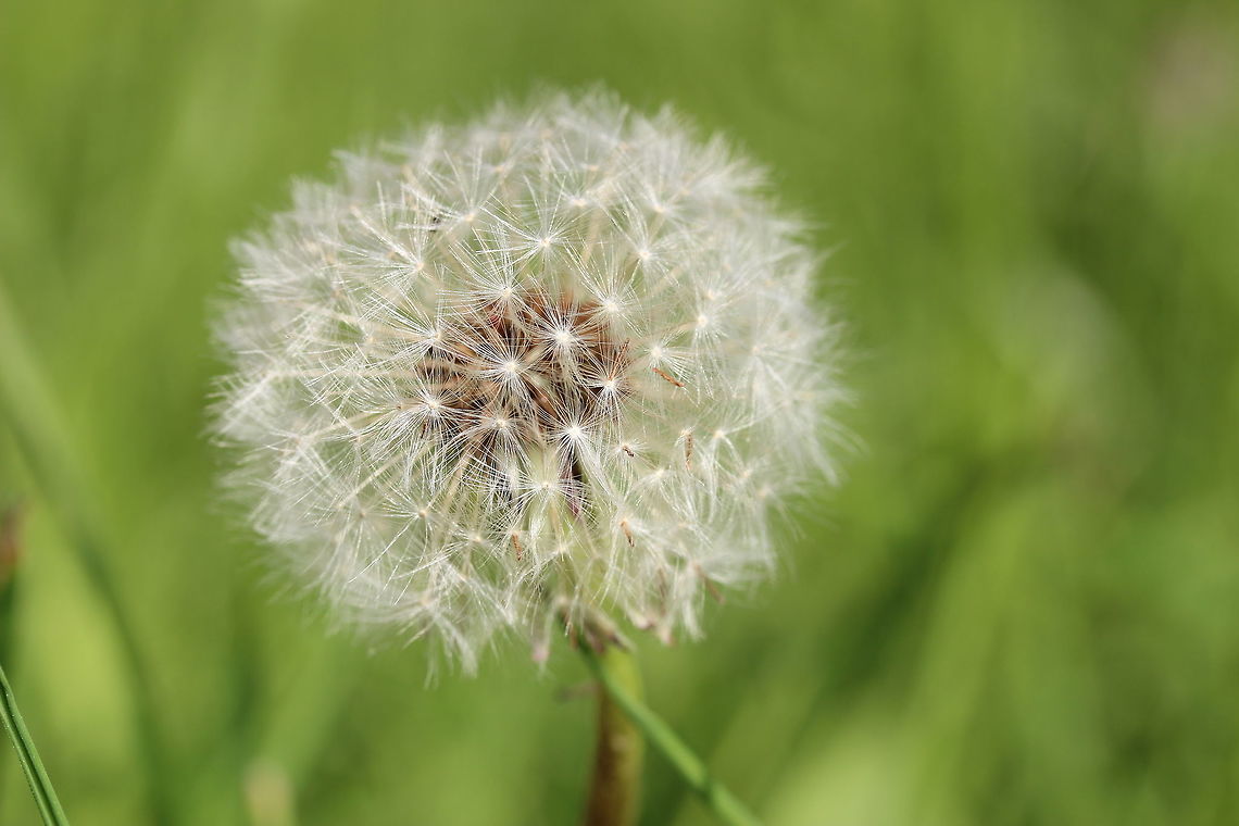 Common Dandelion I know there's a fair few of these on the site - even more out in the world but I thought thought this was quite pleasing. So much so, it's currently my desktop background! Hope you enjoy too. Common dandelion,Geotagged,Spring,Taraxacum officinale,United Kingdom