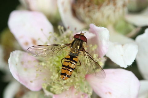 Episyrphus balteatus  Episyrphus balteatus,Geotagged,Marmalade Hoverfly,Summer,United Kingdom