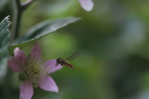 Captured in flight Still plenty of practice needed to get a decent in flight shot - capturing the creature as if it is frozen in time. Episyrphus balteatus,Geotagged,Marmalade Hoverfly,Summer,United Kingdom