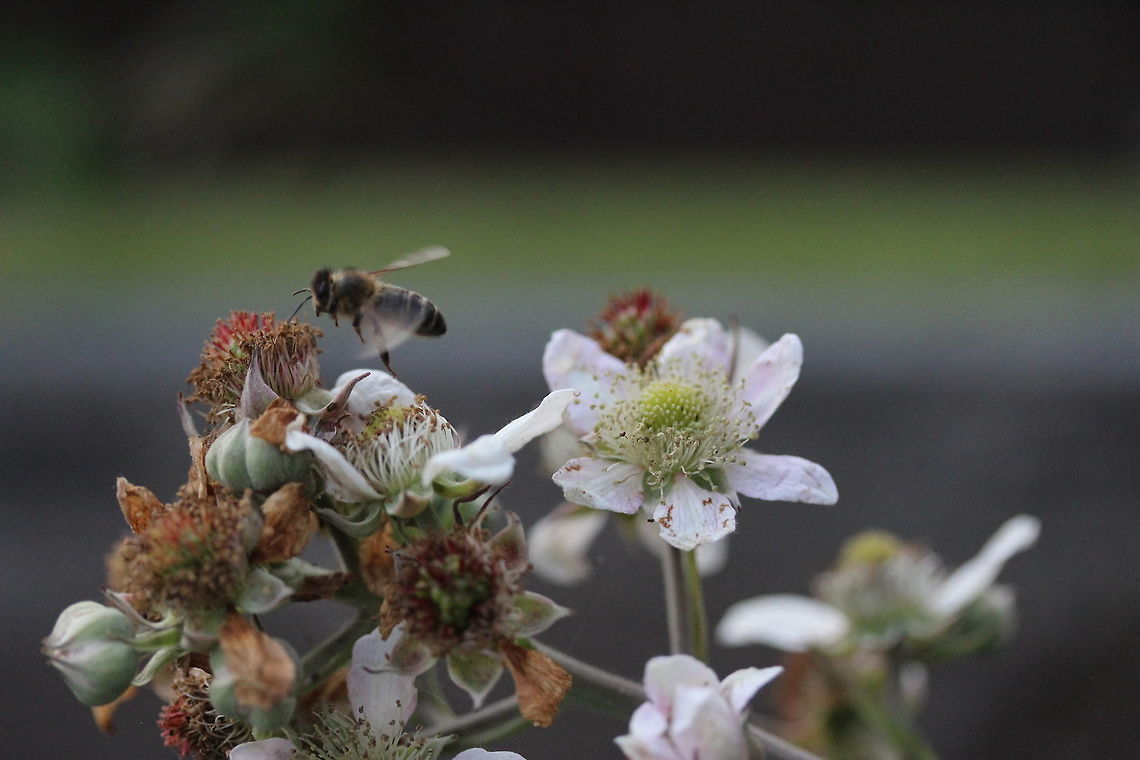 Miss Honey Bee - you are cleared for take off.  Apis mellifera,Geotagged,Summer,United Kingdom,Western honey bee