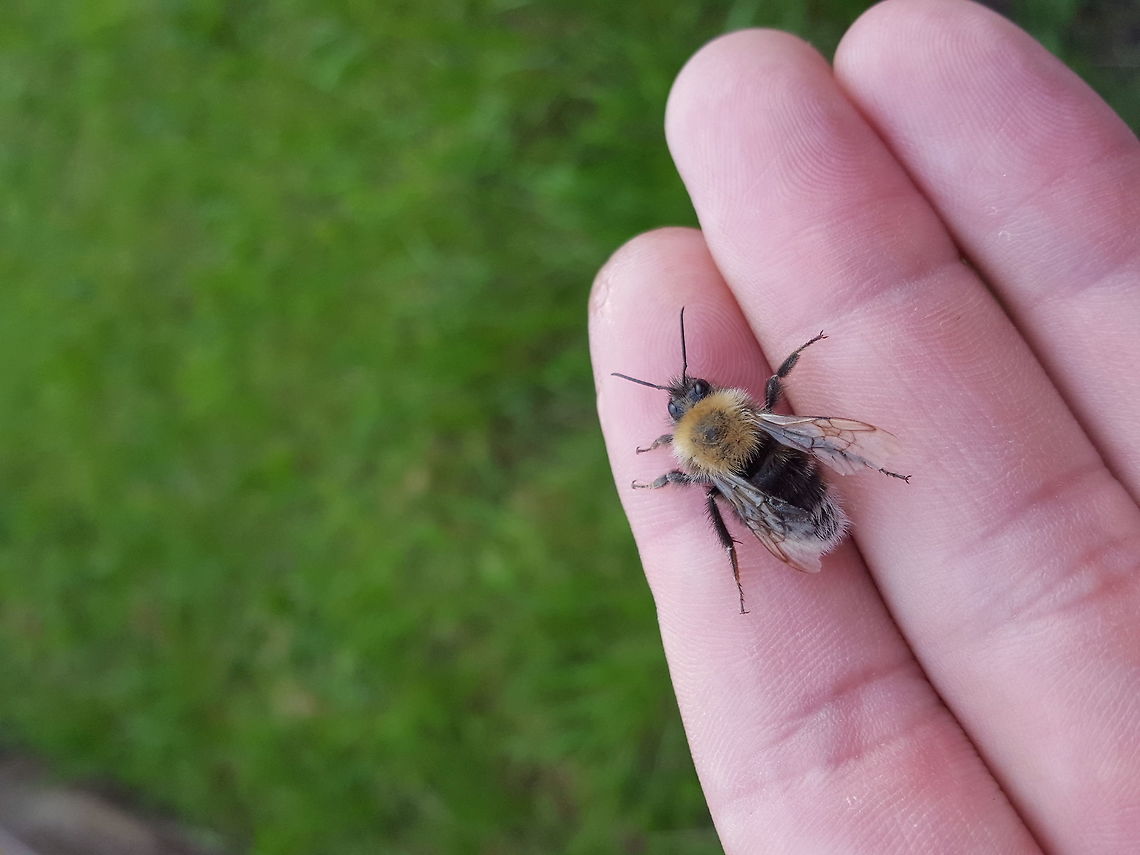 Tired bee Saw this one on it&#039;s back - it was struggling to get up so I mixed up some sugar water and let it enjoy. A few moments later it was happily walking around, licking my finger and then flew off to a nearby flower. Thought I&#039;d give it a little stroke before leaving it in peace. It probably thought &#039; Who&#039;s this idiot stroking me, I&#039;m trying to collect pollen!&#039;<br />
<br />
What can I say, I like bees... :)<br />
<br />
<section class="video"><iframe width="448" height="282" src="https://www.youtube-nocookie.com/embed/gTW9AgCr48k?hd=1&autoplay=0&rel=0" frameborder="0" allowfullscreen></iframe></section><br />
<section class="video"><iframe width="448" height="282" src="https://www.youtube-nocookie.com/embed/lAFEVjVbyyM?hd=1&autoplay=0&rel=0" frameborder="0" allowfullscreen></iframe></section> Bombus hypnorum,Geotagged,Summer,United Kingdom