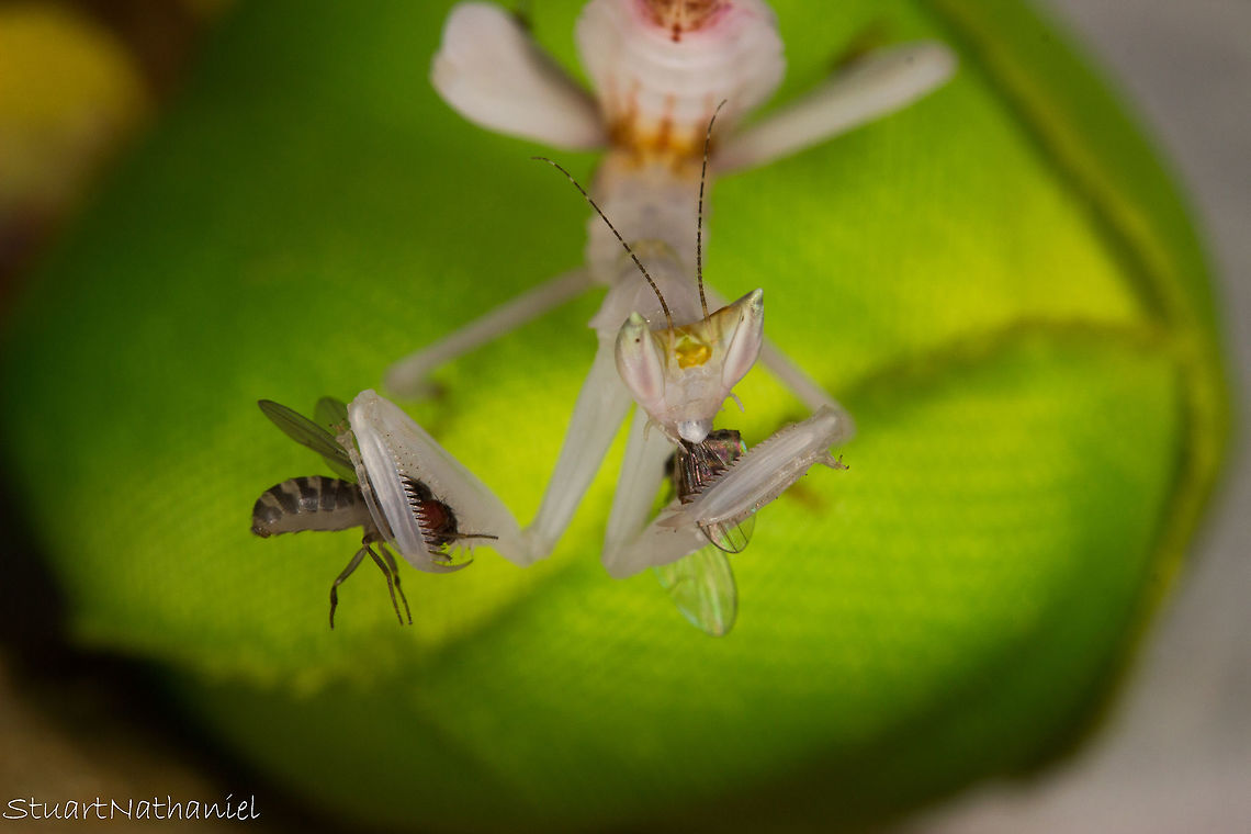 All you can eat? Milly the Orchid Mantis deciding to stuff her face (again). I had read that mantis species are capable of capturing multiple items of pray at one time but I wasn&#039;t expecting to see this from my L3 instar mantis Milly. She caught 3 flies in quick sucession. Unfortunatly this picture only shows 2, the one in the left arm (her right) is still alive and caught in a deadly headlock. She had 2 in the right arm (her left) and you can see that she&#039;s made light work of them both. Very surprised at how efficient she is at killing things and how voracious her appetite is!<br />
<br />
Capturing fly 1/3 (Pity I couldn&#039;t get her capturing all 3!)<br />
<section class="video"><iframe width="448" height="282" src="https://www.youtube-nocookie.com/embed/cG_zeD471k0?hd=1&autoplay=0&rel=0" frameborder="0" allowfullscreen></iframe></section><br />
<br />
Having a clean following her stuffing her face.<br />
<section class="video"><iframe width="448" height="282" src="https://www.youtube-nocookie.com/embed/E5BXay7zOFg?hd=1&autoplay=0&rel=0" frameborder="0" allowfullscreen></iframe></section> Geotagged,Hymenopus coronatus,Malaysian Orchid Mantis,Summer,United Kingdom