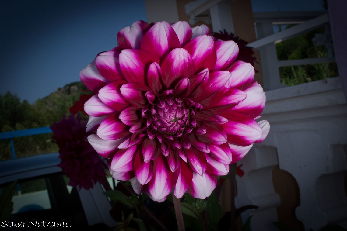 Beautiful Dahlia Saw this in Corfu - loved the beautiful colours. A lot of Egyptian Locusts seemed to like this flower too. Dahlia x hortensis Guillaumin,Geotagged,Greece,Purple Dahlia Flower,Summer