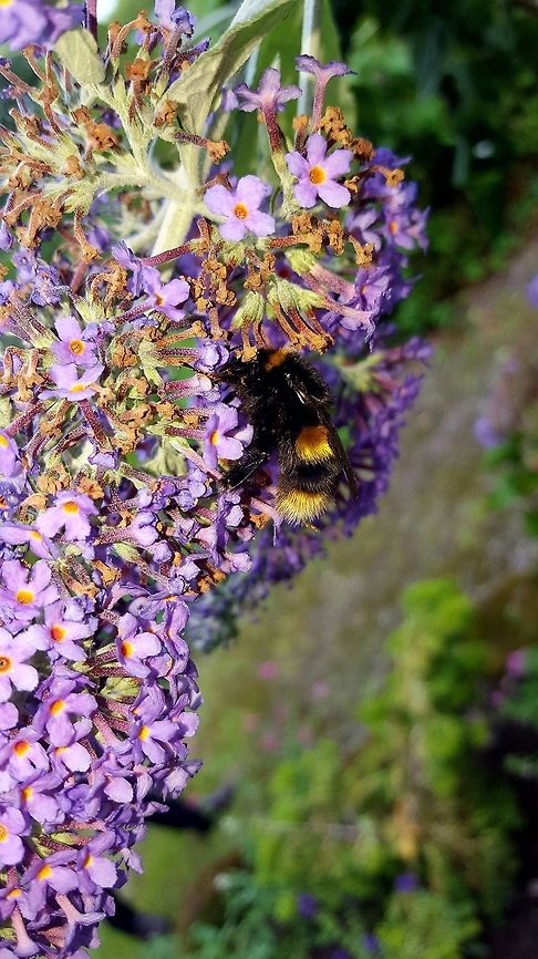 Bee enjoying Lilac It was a really windy day, somehow the bee managed to keep hold of the lilac. Big bee too! Buddleja davidii,Geotagged,United Kingdom