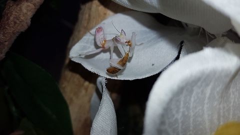 Orchid Mantis Successful Molt Chowing down on a mini-mealworm. Hymenopus coronatus,Malaysian Orchid Mantis
