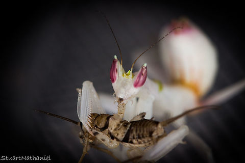 Orchid Mantis - Colour Changing Eyes I've noticed that Milly's eyes will change from almost entirely white during the day and in bright lights to a nice deep red at night. She decided to take on something 3/4 of her size in the form of a cricket. It never ceases to amaze me what mantis will take on in terms of size. I think they really are at the top of their game when it comes to hunting. Geotagged,Hymenopus coronatus,Malaysian Orchid Mantis,Summer,United Kingdom