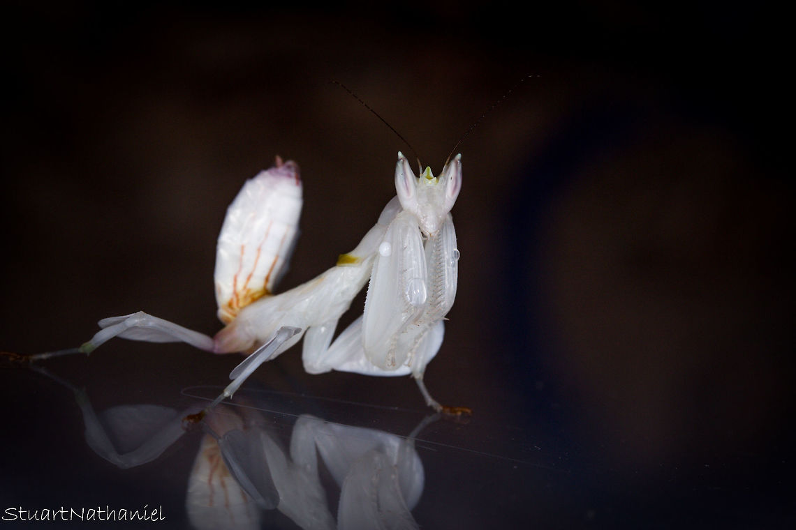 Orchid Mantis 'Milly' posing again She molted last night, doesn&#039;t seem 2 minutes since she molted last time. She&#039;s significantly bigger. I&#039;ve been collecting her molts and if it&#039;s ok to, I&#039;ll post a picture of all of them side by side when she reaches her final molt.  Geotagged,Hymenopus coronatus,Malaysian Orchid Mantis,Summer,United Kingdom