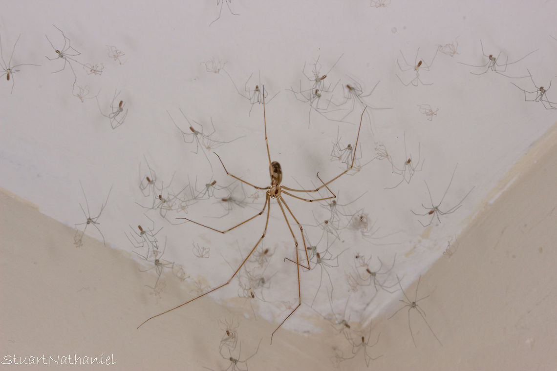 Pholcus phalangioides in the room I've been watching this spider for a few weeks now. It's been sat in the corner of a room in my house, minding her own business so I've just left her there. A couple of days away with work and I come back to this. After some clever balancing on a chair I did manage to get a shot of her and her brood (I'm guessing that's correct?) Pholcus phalangioides