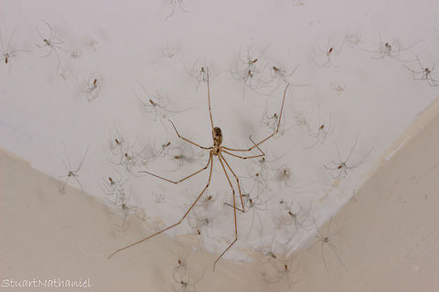 Pholcus phalangioides in the room I've been watching this spider for a few weeks now. It's been sat in the corner of a room in my house, minding her own business so I've just left her there. A couple of days away with work and I come back to this. After some clever balancing on a chair I did manage to get a shot of her and her brood (I'm guessing that's correct?) Pholcus phalangioides