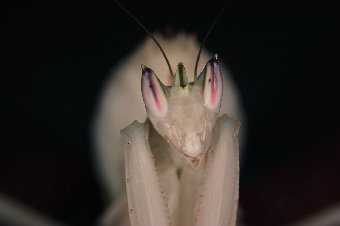 Orchid Mantis Sub Adult This is Mal&egrave;na - the sub adult Malaysian Orchid Mantis. Hymenopus coronatus,Malaysian Orchid Mantis