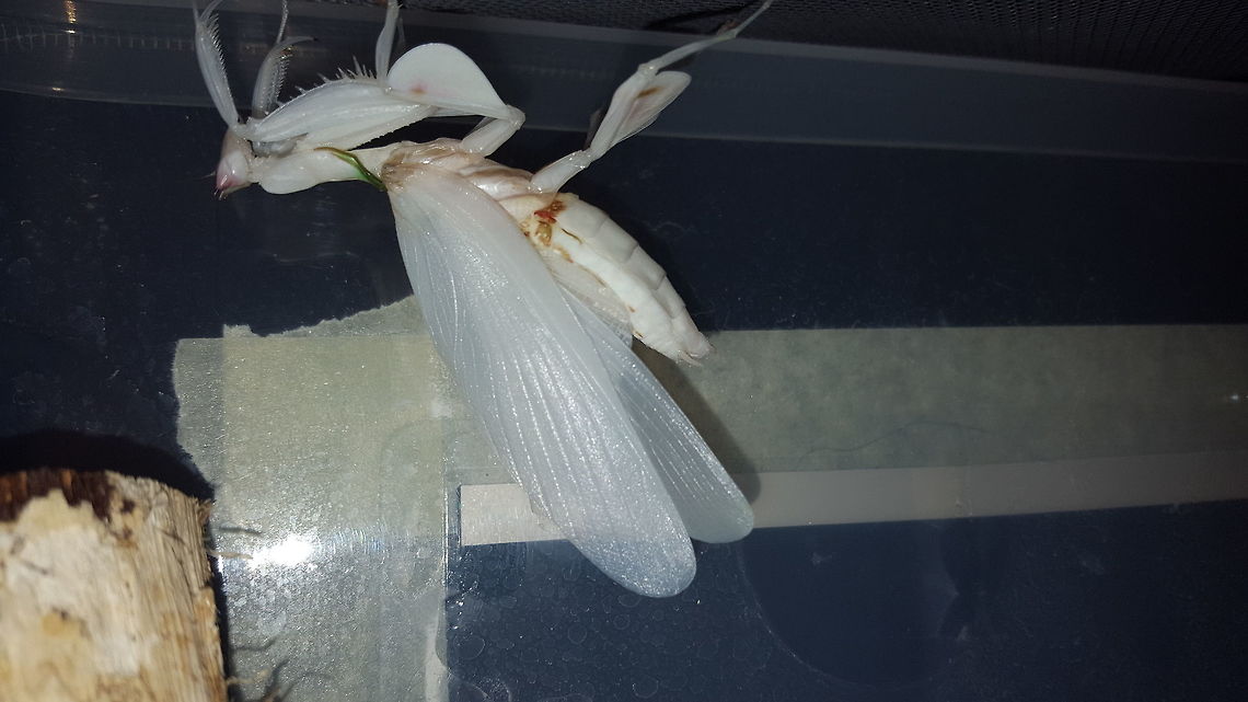 Fresh Malaysian Orchid Mantis Molt (Adult) Forgive the poor quality image, I was unable to get the camera in the vivarium without disturbing her. She is about 40 minutes out of her old skin and has just finished unfolding her wings and wing cases. I took a time lapse with my DSLR so I&#039;ll see how those images came out as they show her literally a few minutes for breaking free from her old skin. Such an amazing experience. Spent over 2 hours watching her molt and getting ready to assist if she fell etc.  Hymenopus coronatus,Malaysian Orchid Mantis