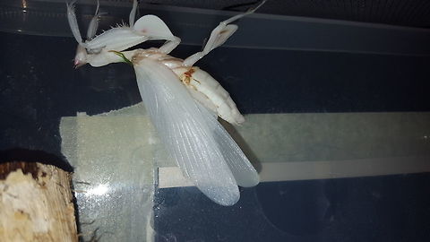 Fresh Malaysian Orchid Mantis Molt (Adult) Forgive the poor quality image, I was unable to get the camera in the vivarium without disturbing her. She is about 40 minutes out of her old skin and has just finished unfolding her wings and wing cases. I took a time lapse with my DSLR so I'll see how those images came out as they show her literally a few minutes for breaking free from her old skin. Such an amazing experience. Spent over 2 hours watching her molt and getting ready to assist if she fell etc.  Hymenopus coronatus,Malaysian Orchid Mantis