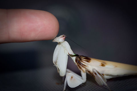 Orchid Mantis (part 1) Drinking honey water

https://www.jungledragon.com/image/48059/orchid_mantis_part_2.html Hymenopus coronatus,Malaysian Orchid Mantis