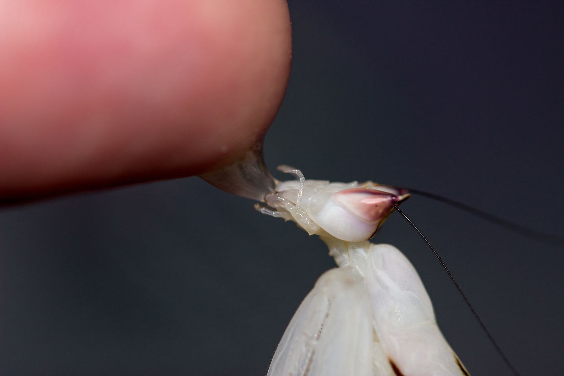 Orchid Mantis (part 2) I&#039;d never have thought that mantis would happily drink honey water from their human&#039;s finger. I&#039;m under no illusion that I am only here to serve her :)<br />
<br />
<figure class="photo"><a href="https://www.jungledragon.com/image/48058/orchid_mantis_part_1.html" title="Orchid Mantis (part 1)"><img src="https://s3.amazonaws.com/media.jungledragon.com/images/2488/48058_thumb.jpg?AWSAccessKeyId=05GMT0V3GWVNE7GGM1R2&Expires=1759968010&Signature=6smSBlTHLFBciAynZiWNORVcvFU%3D" width="200" height="134" alt="Orchid Mantis (part 1) Drinking honey water<br />
<br />
https://www.jungledragon.com/image/48059/orchid_mantis_part_2.html Hymenopus coronatus,Malaysian Orchid Mantis" /></a></figure> Hymenopus coronatus,Malaysian Orchid Mantis